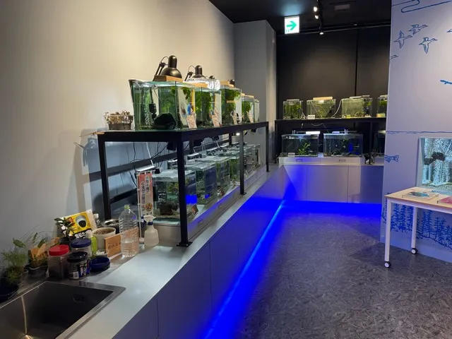 長浜駅前にあるお店「小さなびわ湖水族館 オサカナラボ」の店内・設備（4/6）