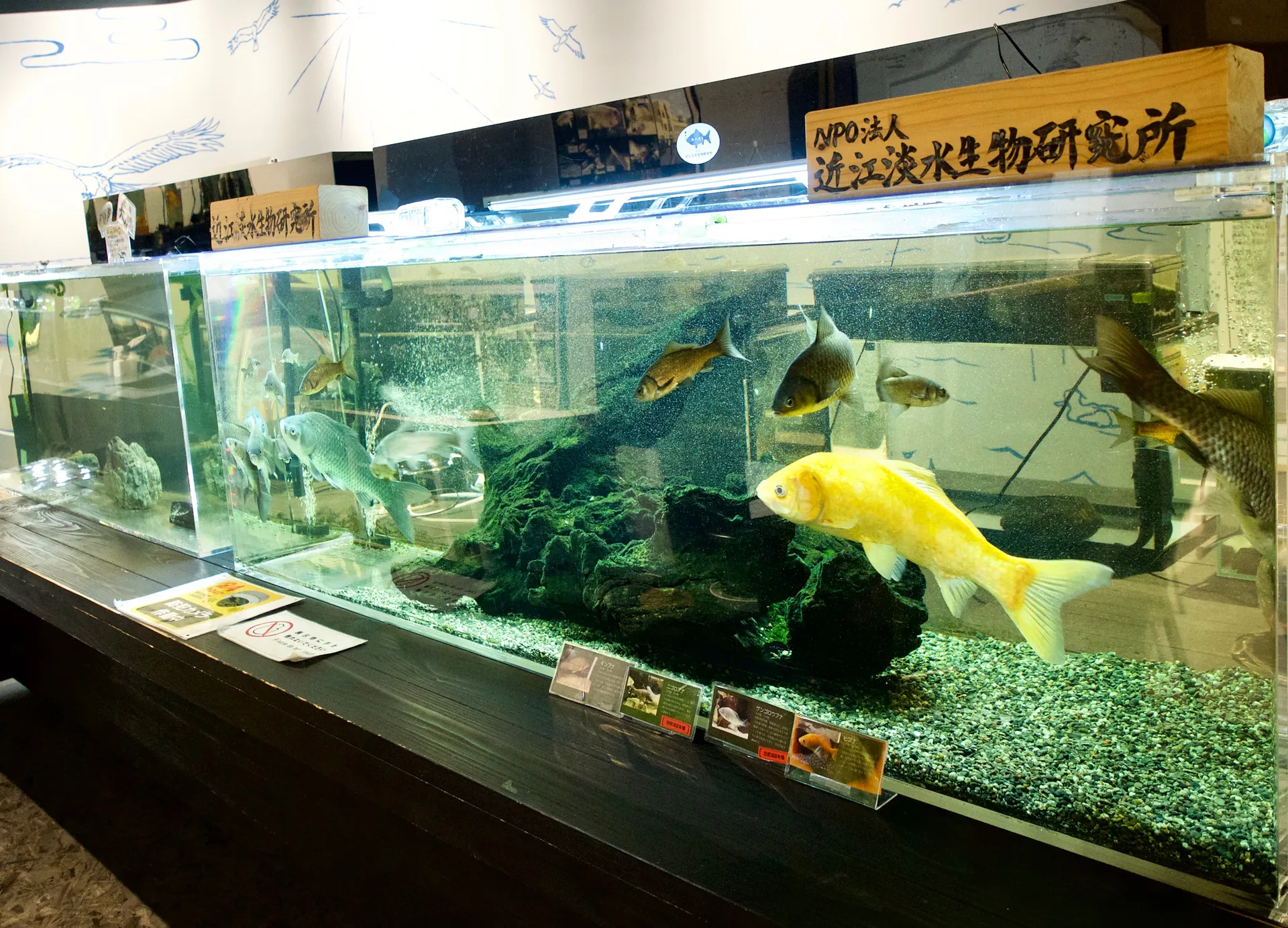 長浜駅前にあるお店「小さなびわ湖水族館 オサカナラボ」の店内の様子（2/6）