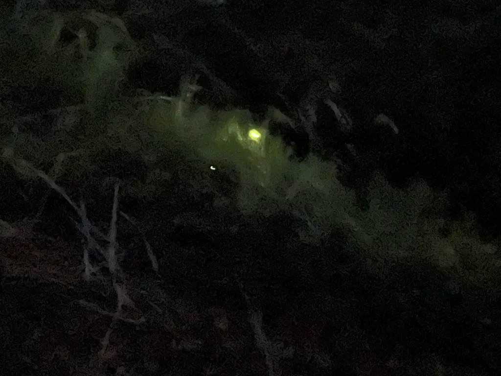 ほたる