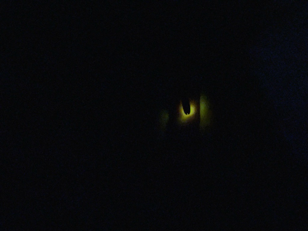 ほたる